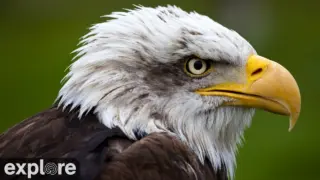 Decorah Eagles – North View